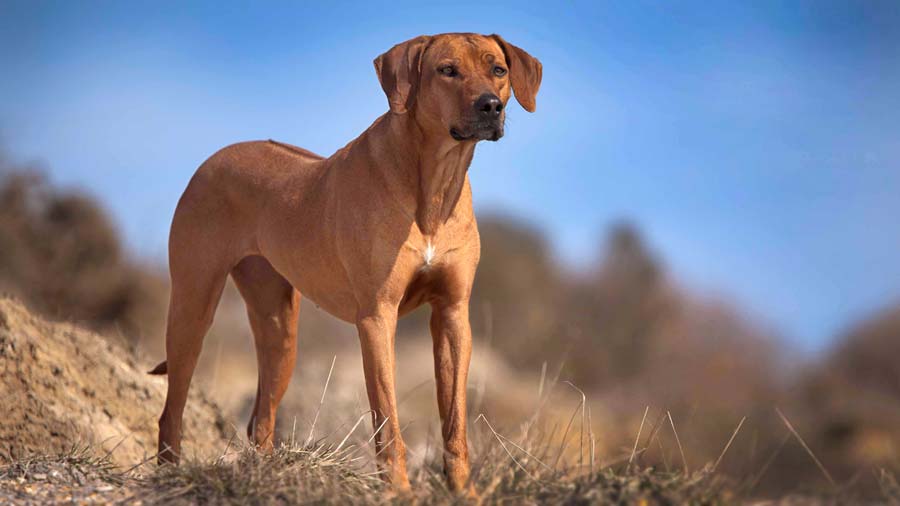 Perro Crestado Rodesiano cachorro