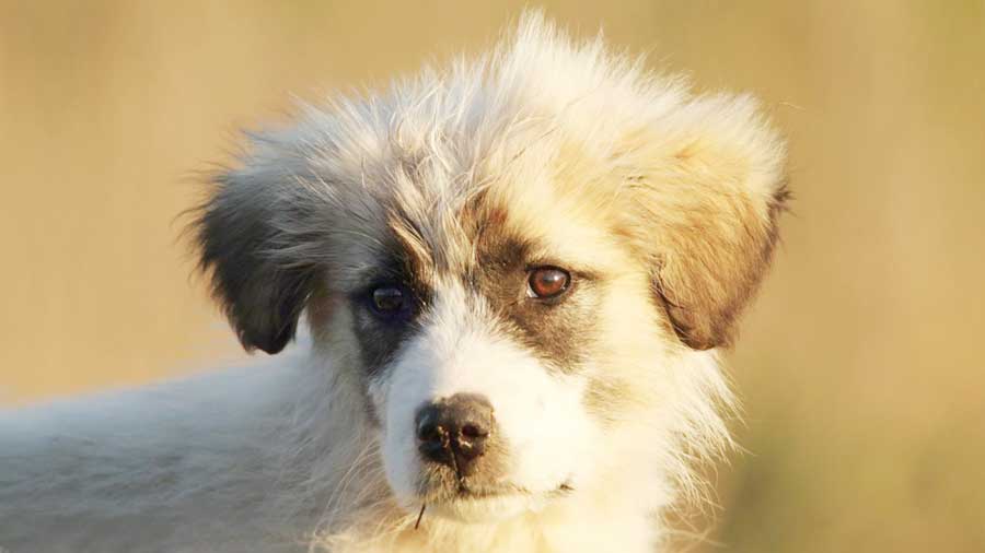 perro bebe Pastor Rumano de Mioritza