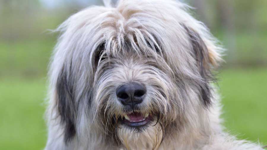 Pastor Rumano de Mioritza cachorro