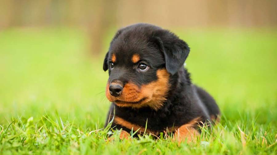 perro bebe Rottweiler