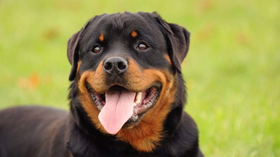 Rottweiler cachorro