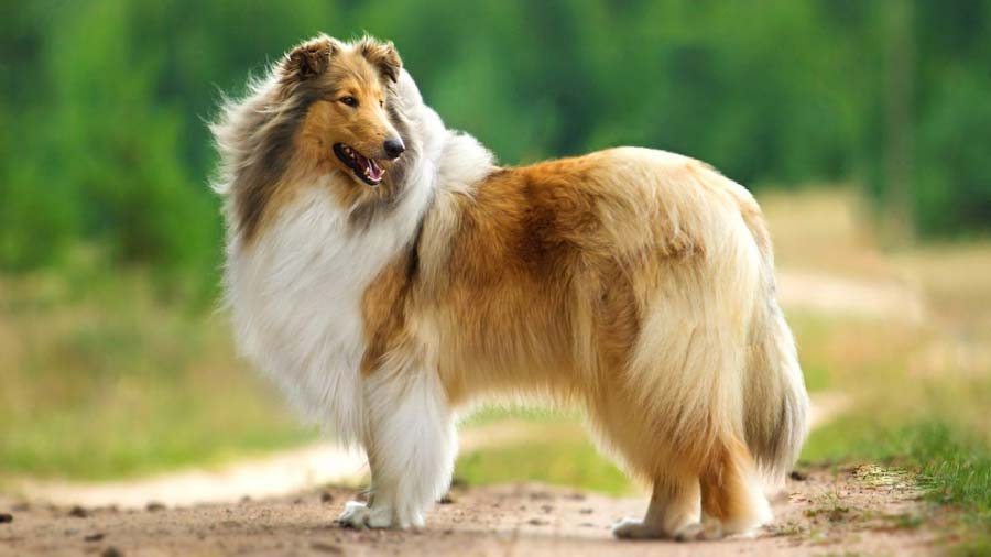 Collie cachorro