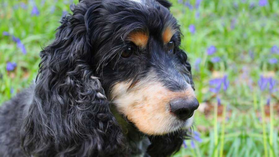 perro bebe Spaniel Ruso