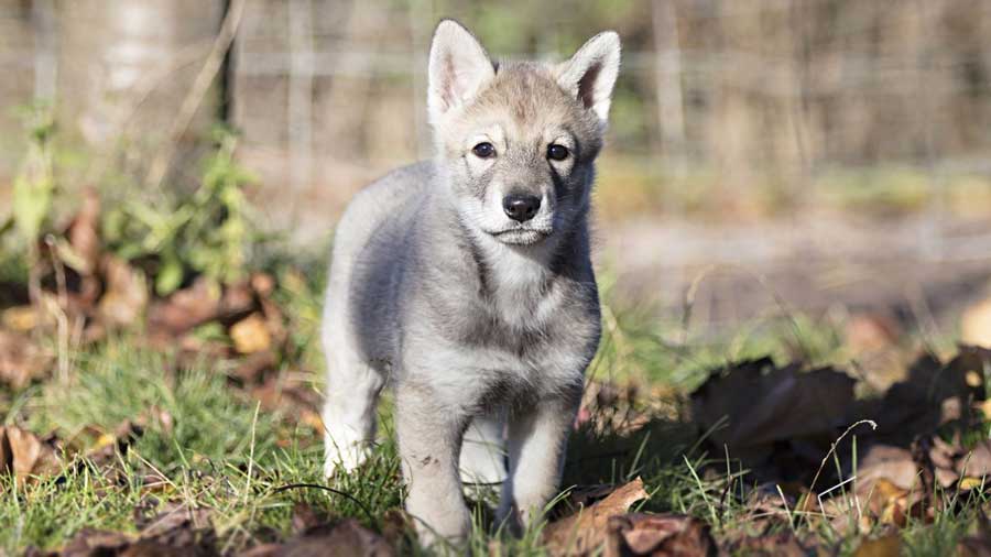 perro bebe Perro Lobo de Saarloos