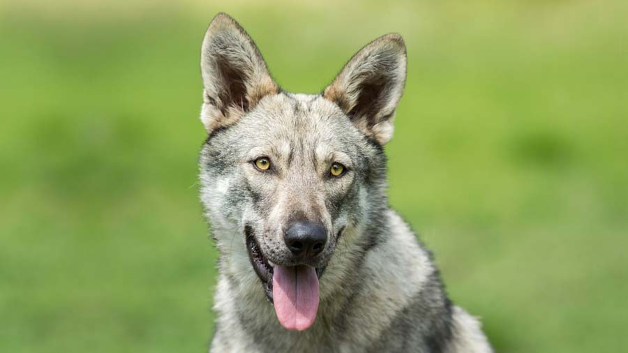 Perro Lobo Mexicano cachorro