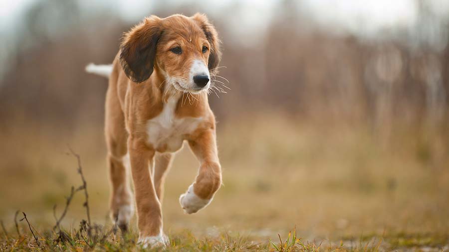 perro bebe Saluki