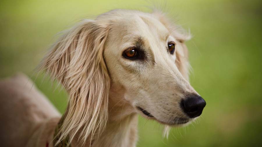 Saluki cachorro