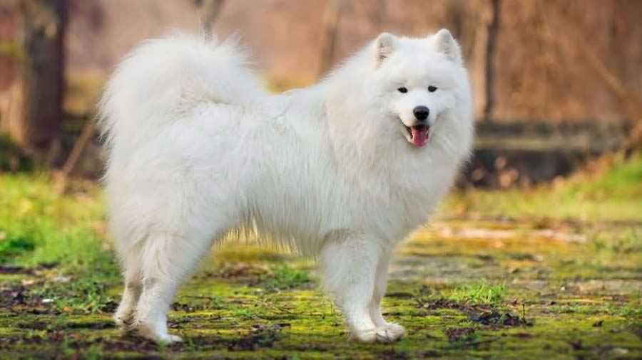 Samoyedo cachorro