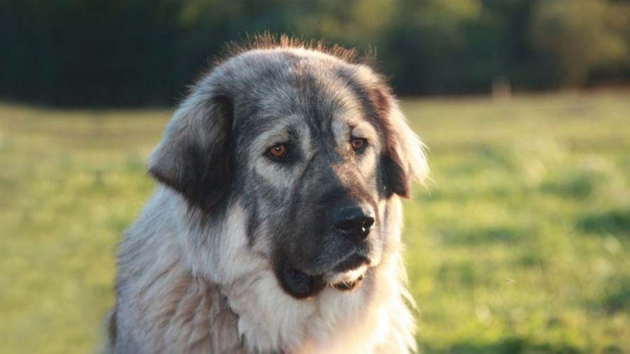 Sarplaninac cachorro