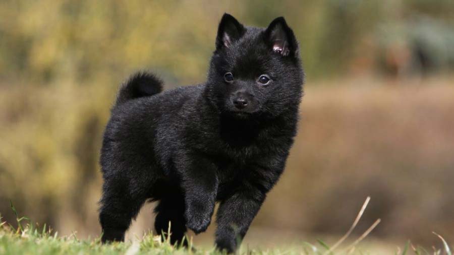 perro bebe Schipperke