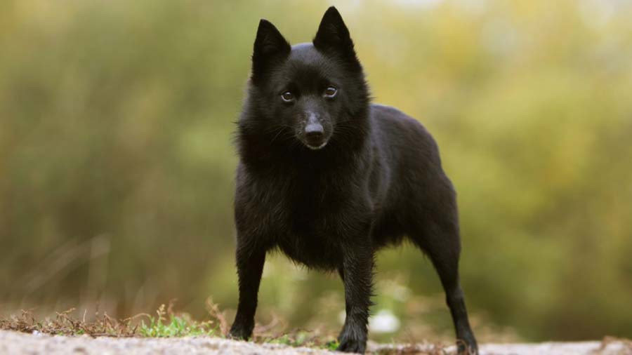 Schipperke cachorro