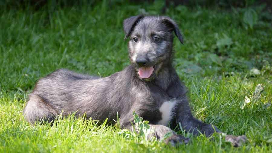 perro bebe Deerhound Escocés