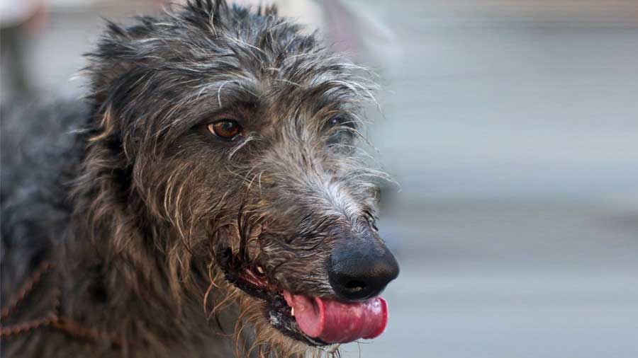 Deerhound Escocés cachorro