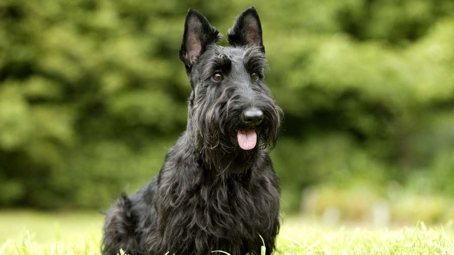 Terrier Escocés cachorro