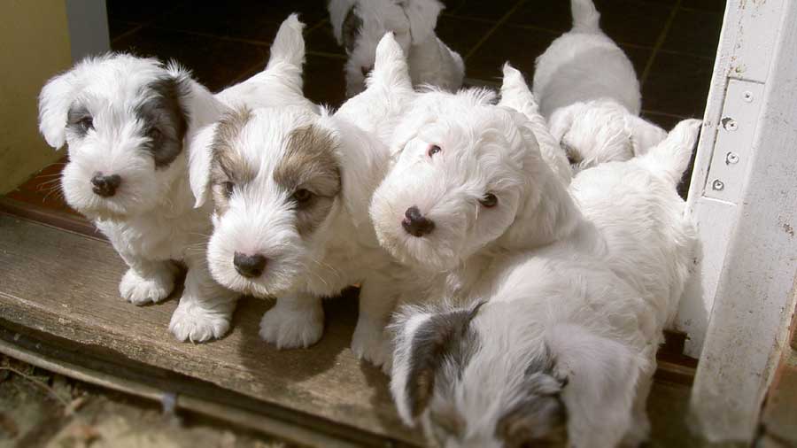 perro bebe Sealyham Terrier