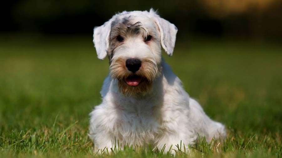 Sealyham Terrier cachorro