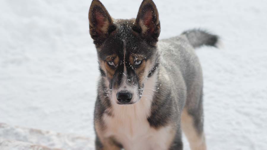 perro bebe Seppala Siberian Sleddog