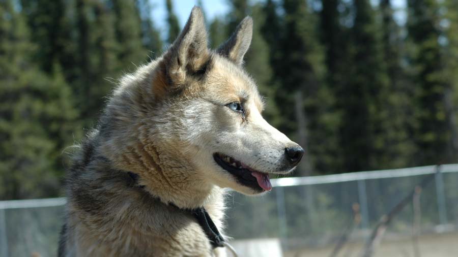 Seppala Siberian Sleddog cachorro