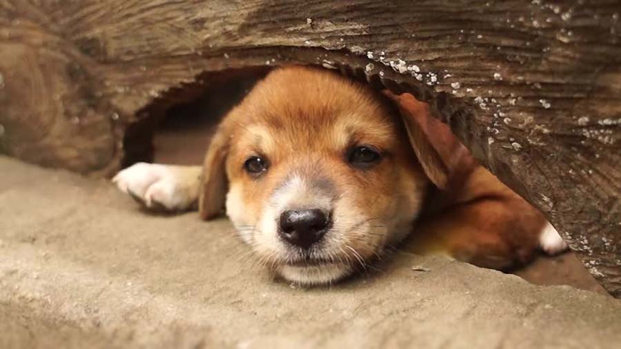 perro bebe Sabueso Serbio