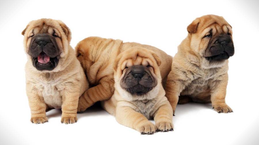 perro bebe Shar Pei