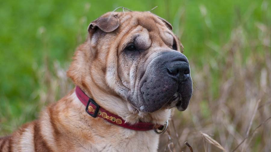 Shar Pei cachorro