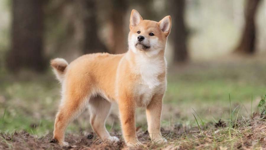 perro bebe Shiba Inu