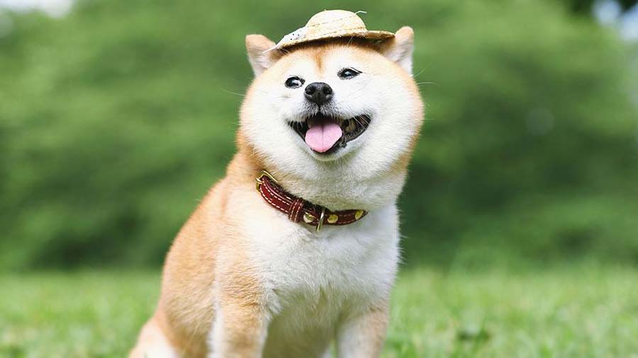 Shiba Inu cachorro