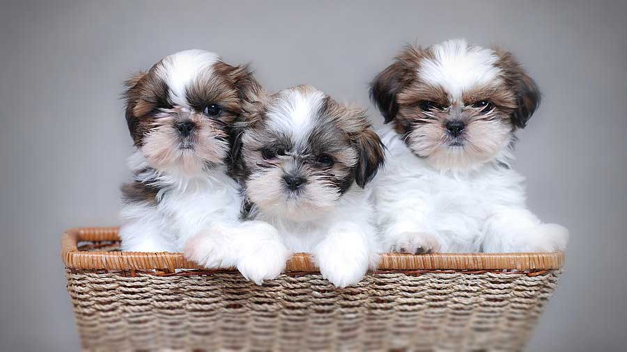 perro bebe Shih Tzu