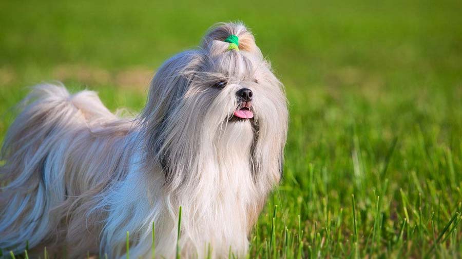 Shih Tzu cachorro