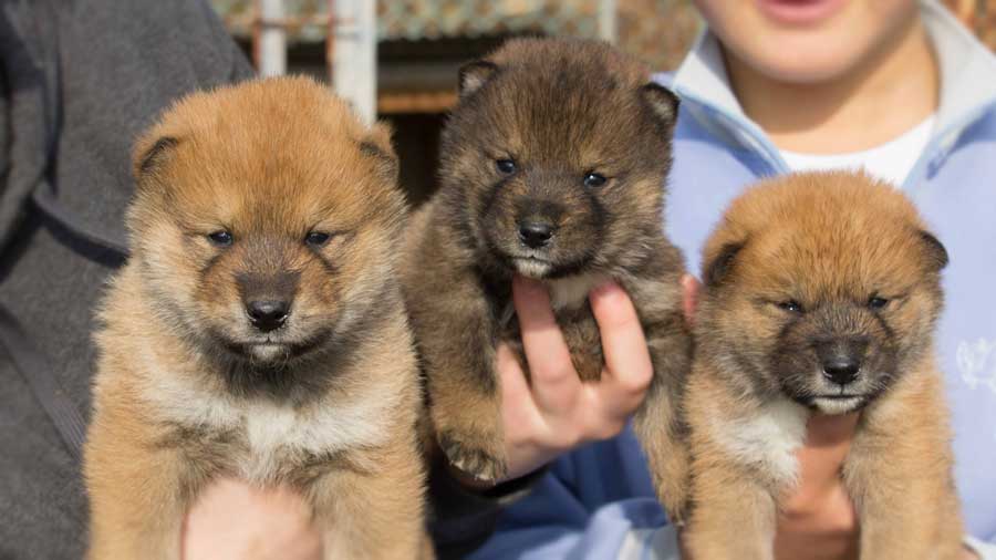 perro bebe Shikoku Inu