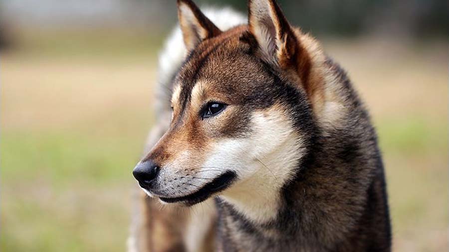 Shikoku Inu cachorro