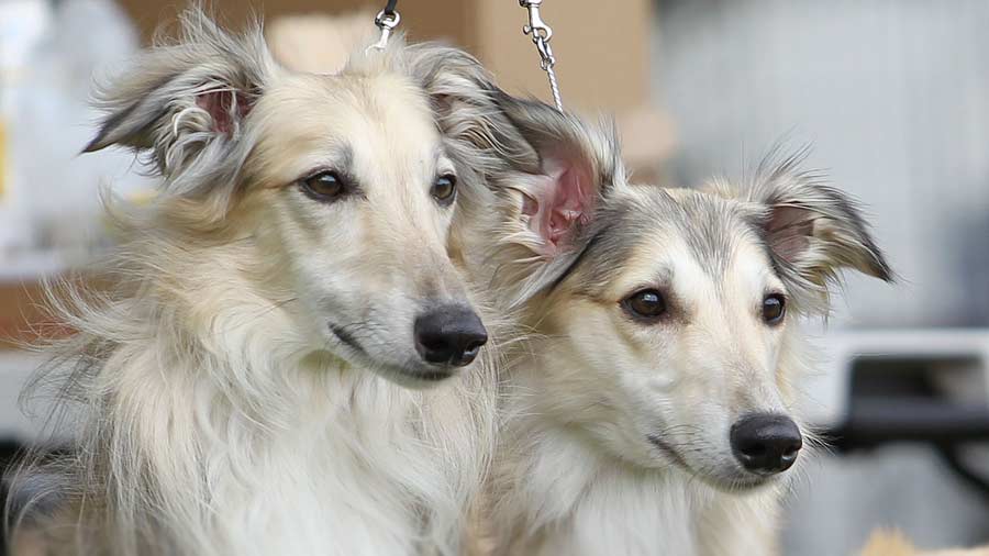 Sabueso de Seda cachorro