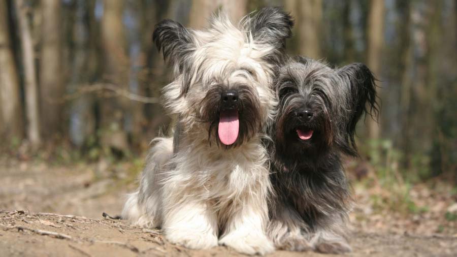 Skye Terrier cachorro