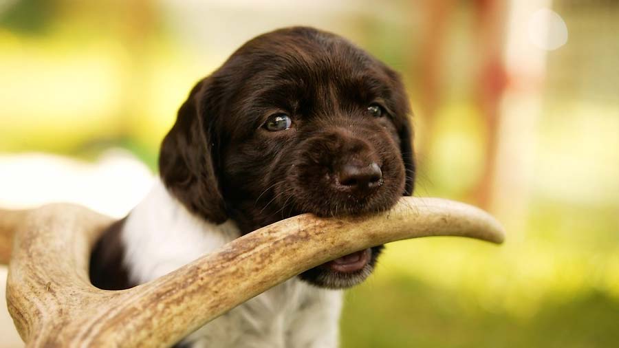 perro bebe Munsterlander Pequeño