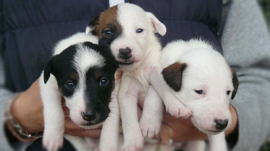 perro bebe Fox Terrier Liso