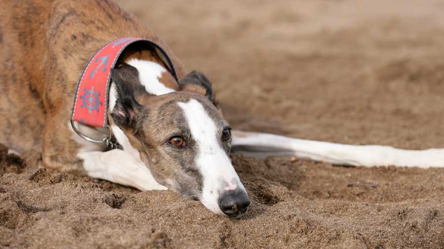 Galgo Español cachorro