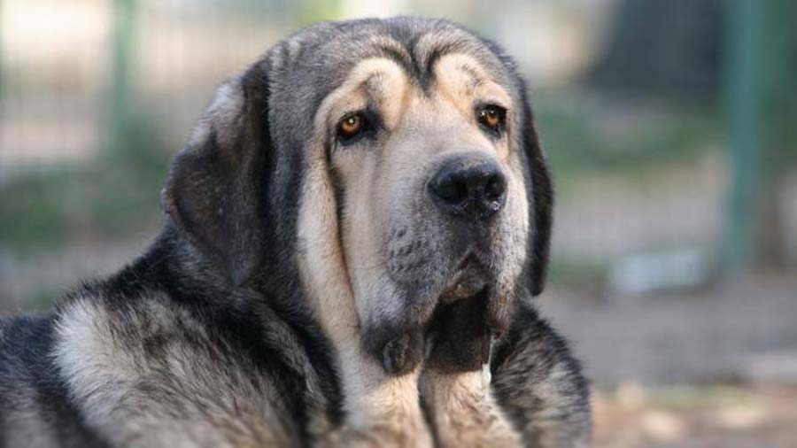 Mastín Español cachorro