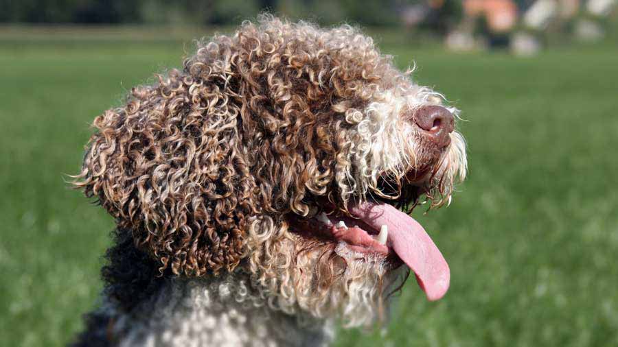 Perro de Agua Español cachorro