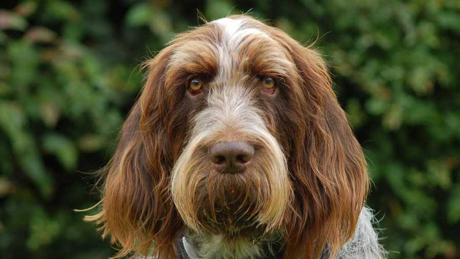 Spinone Italiano cachorro