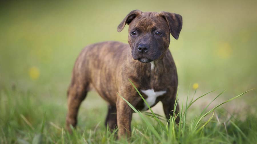 perro bebe Staffordshire Bull Terrier