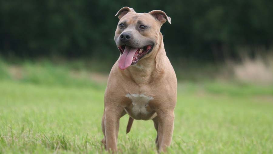 Staffordshire Bull Terrier cachorro