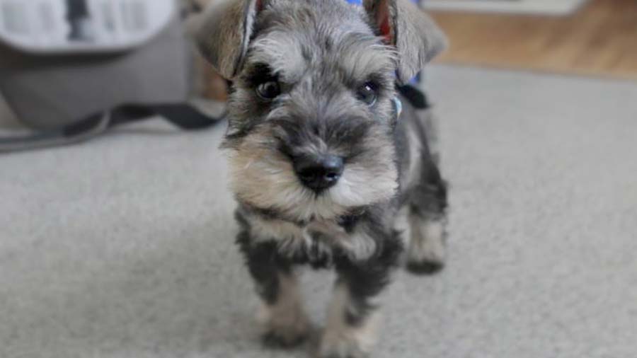 perro bebe Schnauzer