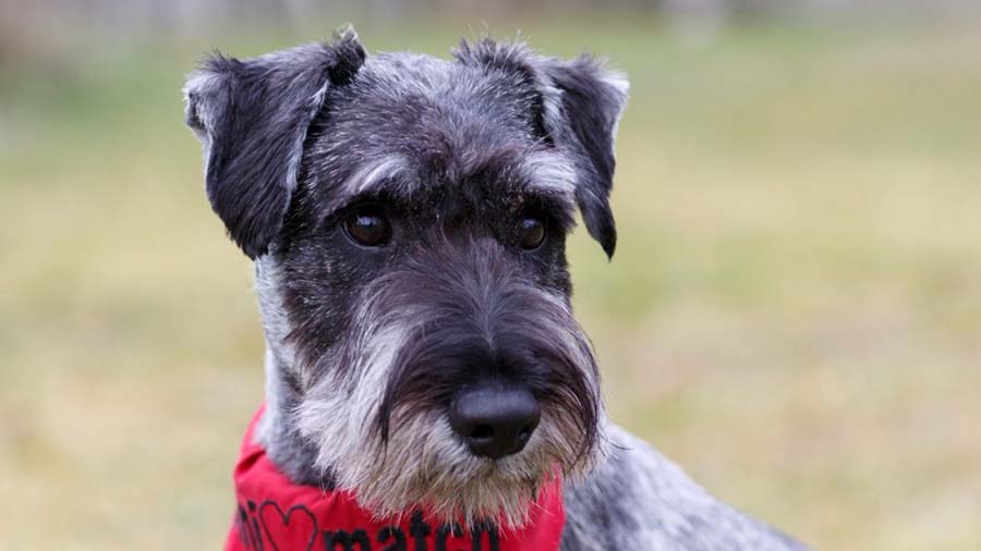 Schnauzer cachorro