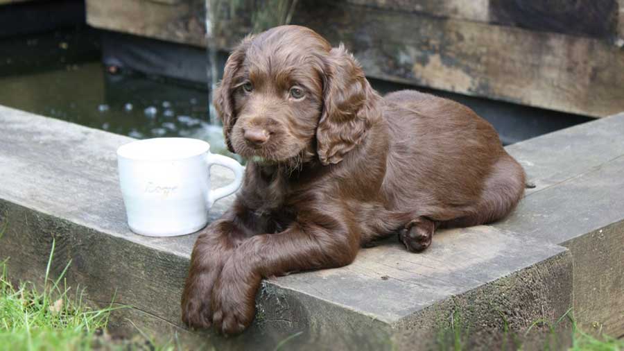 perro bebe Perro de Aguas de Sussex