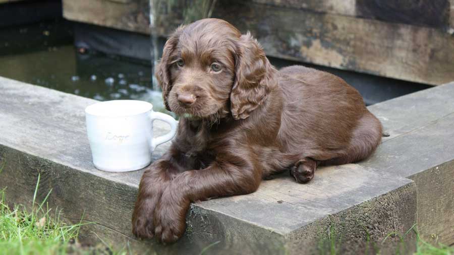 Perro de Aguas de Sussex Bebe