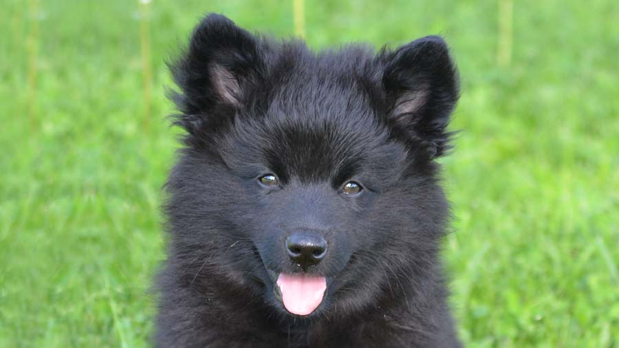 perro bebe Lapphund Sueco