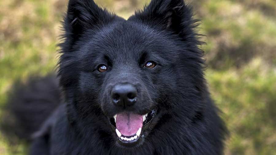 Lapphund Sueco cachorro