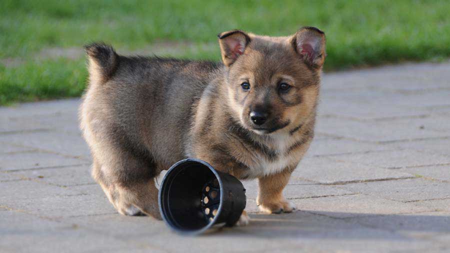 perro bebe Vallhund Sueco