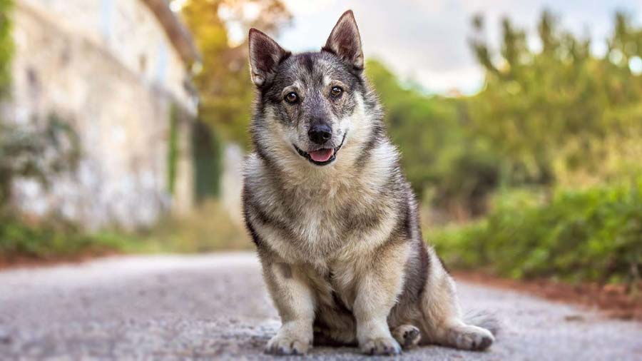 Vallhund Sueco cachorro