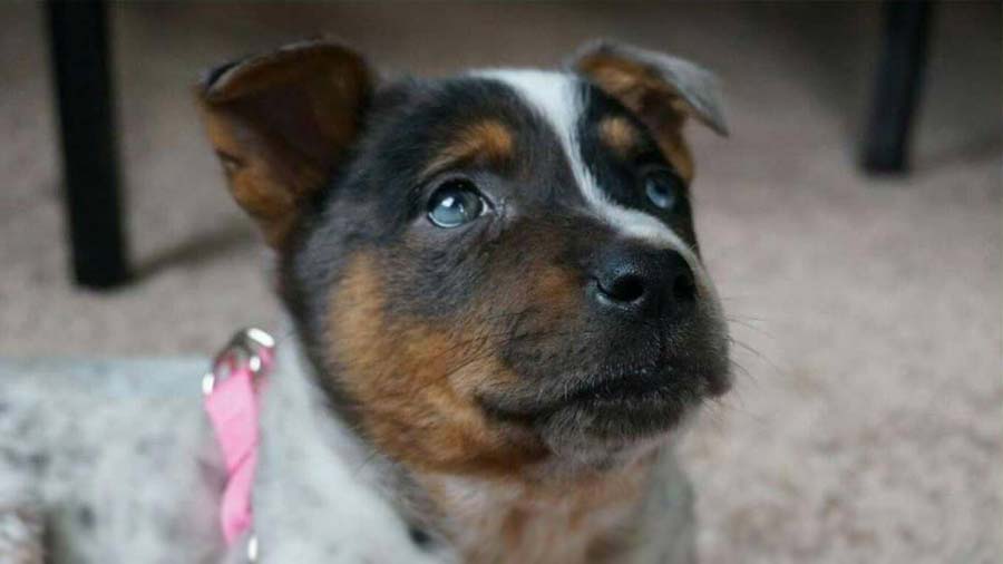 perro bebe Texas Heeler